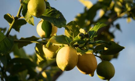 Precio del limón se dispara en Perú y ladrones los roban por toneladas